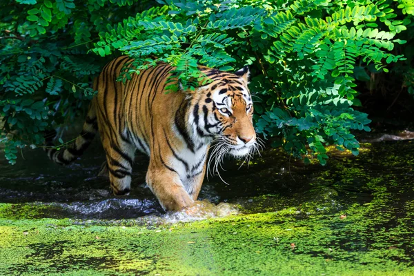 Tigre salvaje en el agua — Foto de Stock