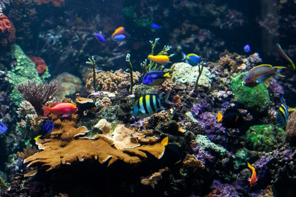 Pesci tropicali si incontrano nella barriera corallina — Foto Stock