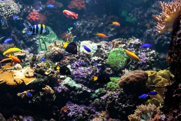 Los peces tropicales se encuentran en los arrecifes de coral — Foto de Stock