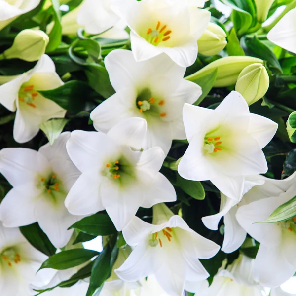 Fleurs de lys blanc — Photo