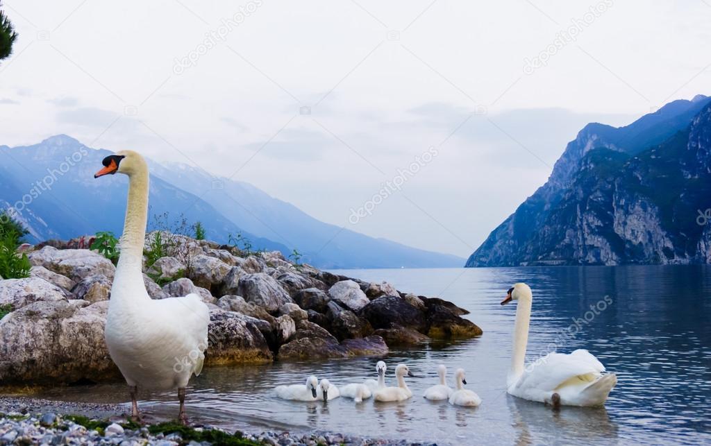 Swan family in Garda lake