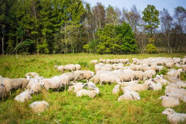 koyun kuzu adlı bir mera ile