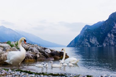 Garda Gölü Swan ailede