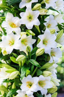 Beyaz Zambak çiçekler