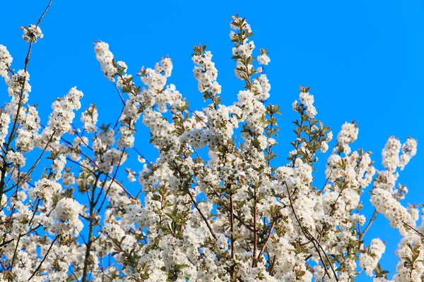 Albero fiorito in primavera . — Foto Stock