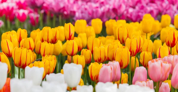 Mooie lentebloemen — Stockfoto