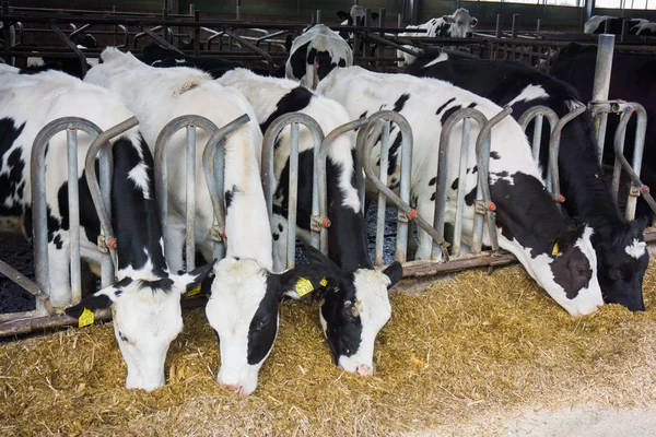 Vacas leiteiras em uma fazenda . — Fotografia de Stock