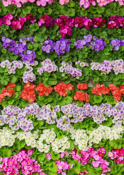 Colorful spring flowers — Stock Photo, Image