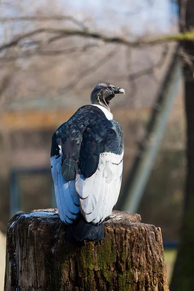 Griffon keselyű portréja — Stock Fotó