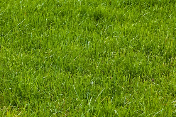 Тло зеленої трави — стокове фото