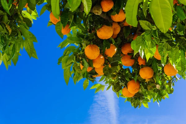 Laranjas suculentas na árvore — Fotografia de Stock