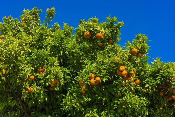 Saftiga apelsiner på trädet — Stockfoto