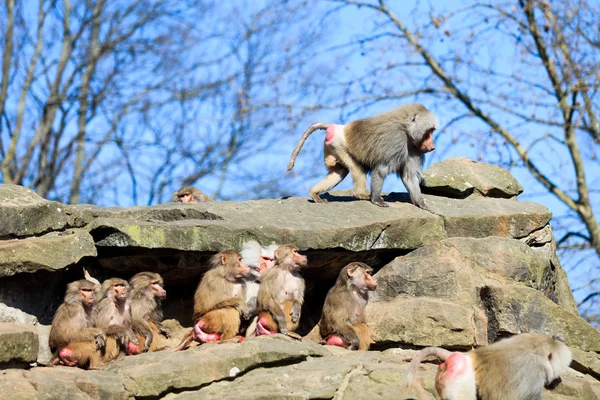 Wild monkey family — Stock Photo, Image