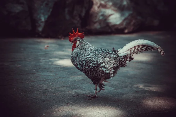 Rooster with red comb — Stock Photo, Image