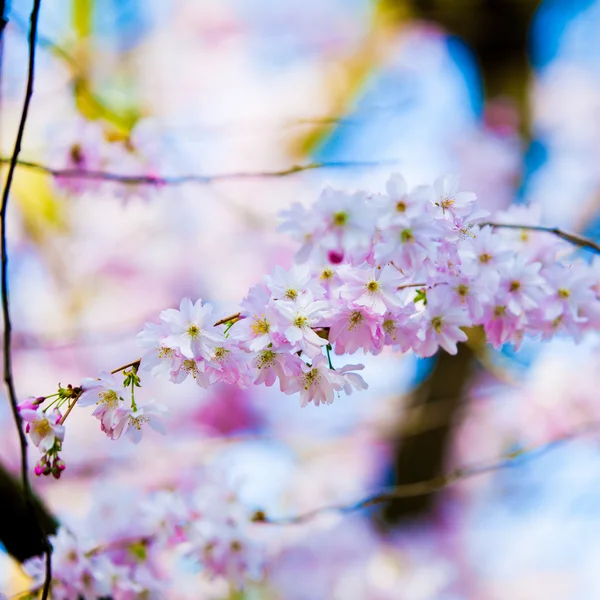 Szép virágzó sakura — Stock Fotó