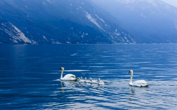 Rodina labutí v Garda lake — Stock fotografie