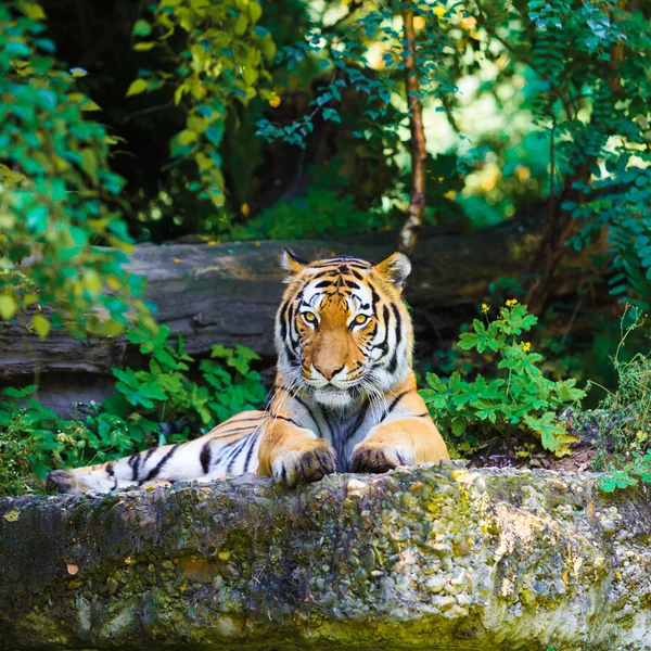 Tijger liggend op de grond — Stockfoto