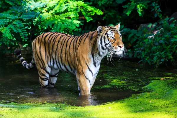 野生老虎在水中 — 图库照片