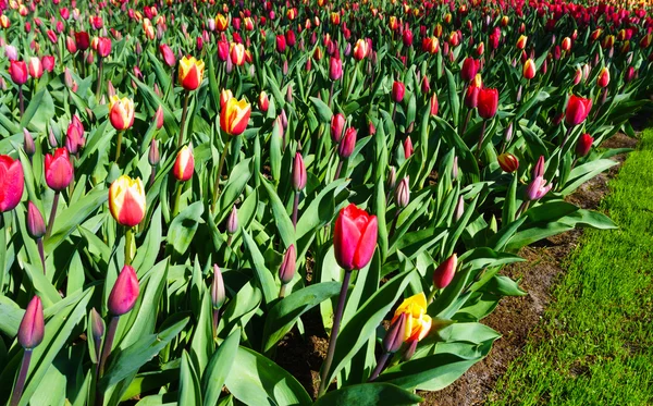 Tulipan piękne kwiaty — Zdjęcie stockowe