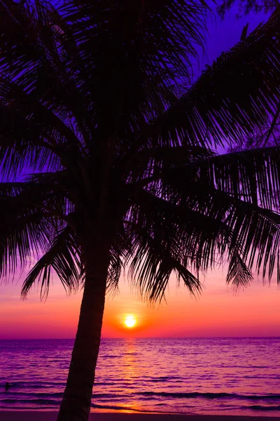 Sunset with tropical palm tree — Stock Photo, Image