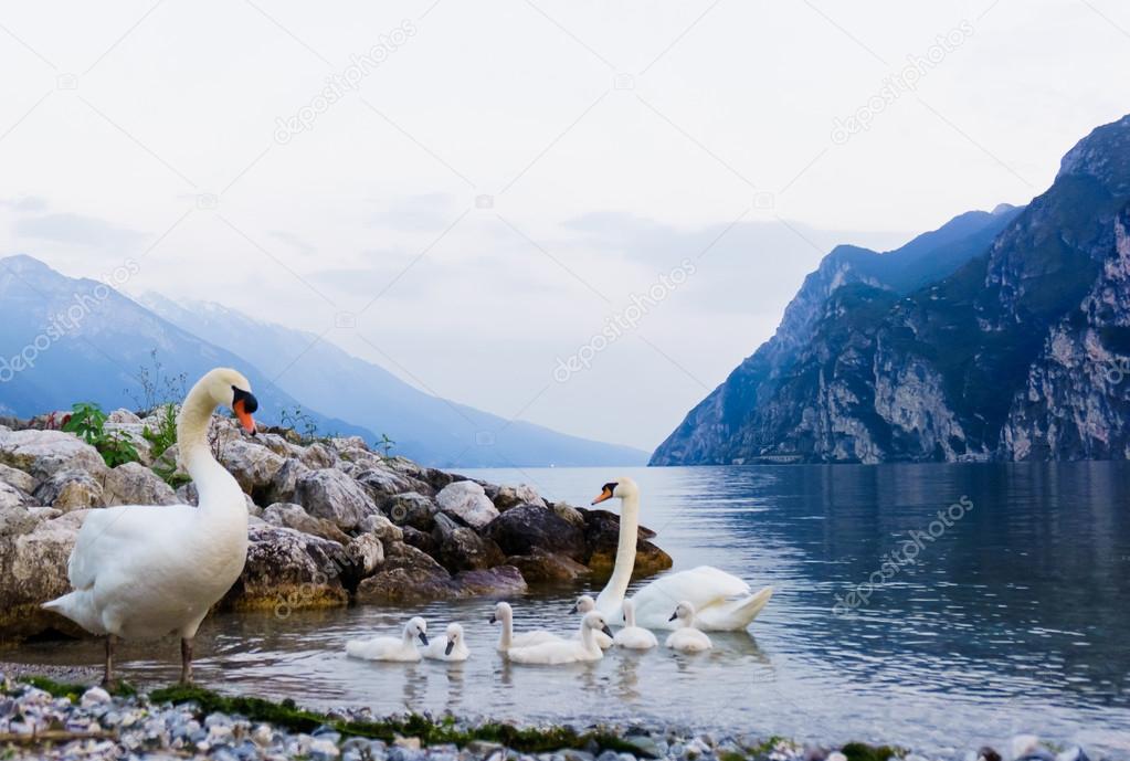 Swan family in Garda lake