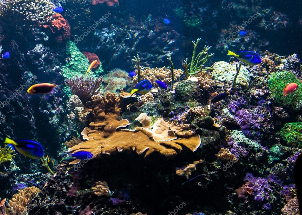 Beautiful underwater scene — Stock Photo © ewastudio 72716853