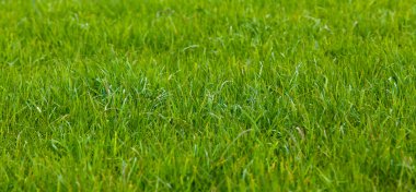 arka planı yeşil çimen