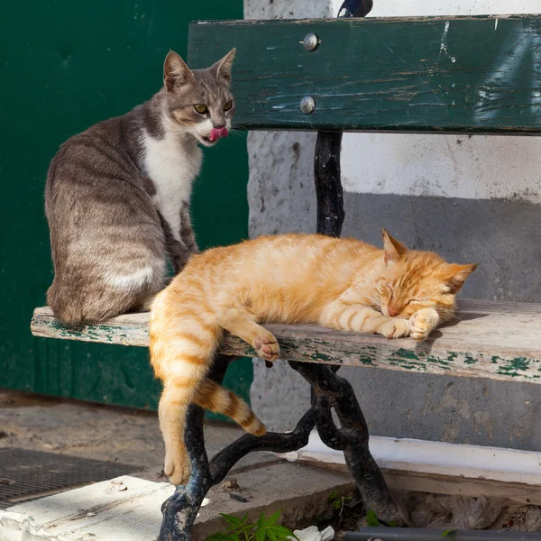 Dois gatos no banco — Fotografia de Stock