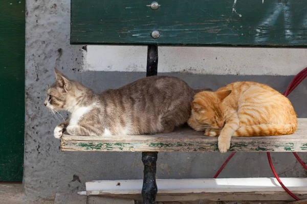 ベンチに 2 匹の猫 — ストック写真