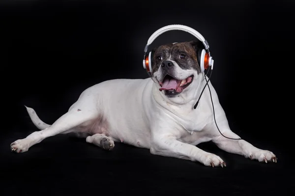 Dog listening to music — Stock Photo, Image