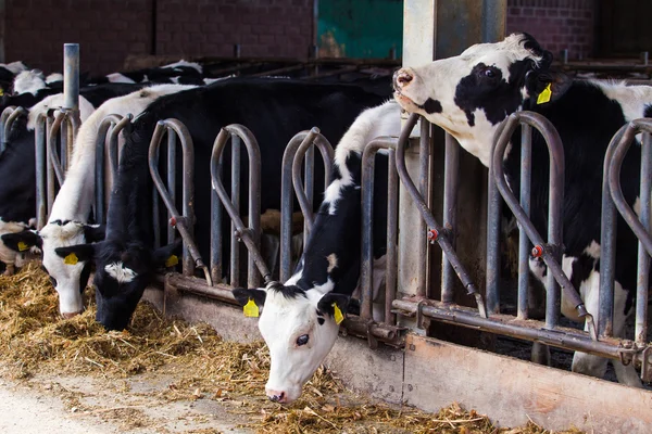 Vacas leiteiras em uma fazenda . — Fotografia de Stock