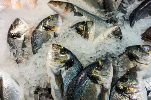 Fresh fish at the market — Stock Photo, Image