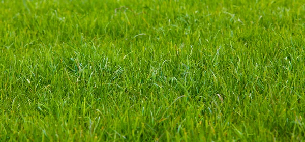 Hintergrund eines grünen Grases — Stockfoto