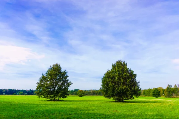 Wiese mit Bäumen — Stockfoto