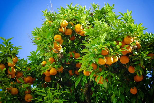 Reife Orangen auf einem Baum — Stockfoto