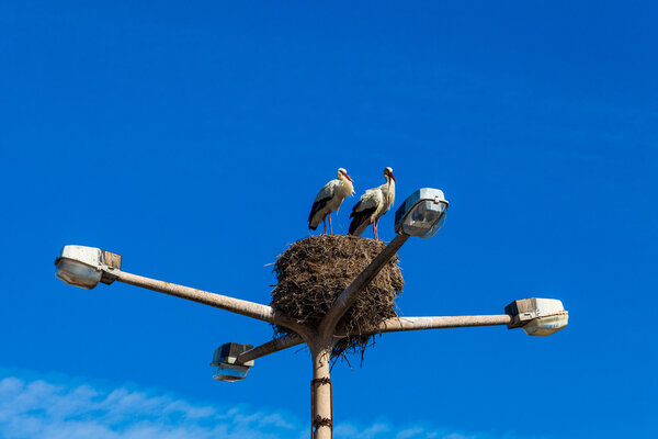Storks nest on the lamp post