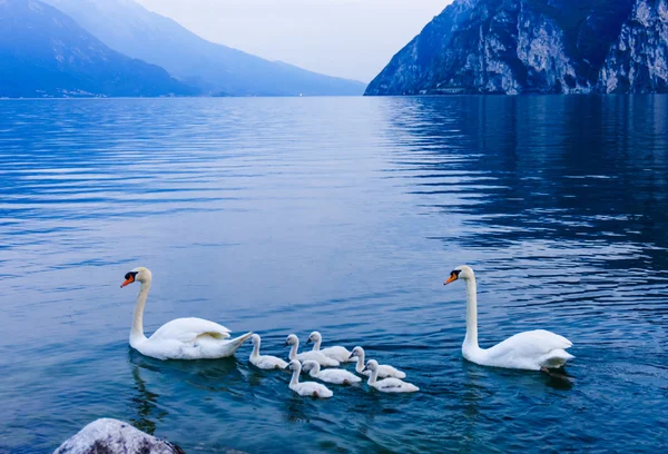 Swan family on Garda lake — Stock Photo, Image