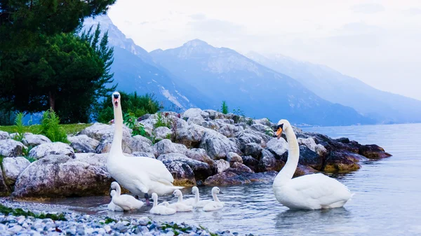 Garda Gölü Swan aile — Stok fotoğraf