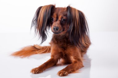 yalan köpek yavrusu