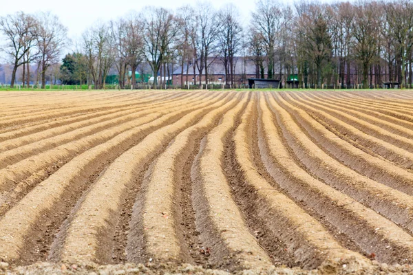 Aspergeveld in het voorjaar — Stockfoto