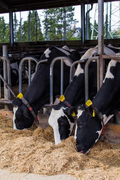 Vacas leiteiras que comem — Fotografia de Stock