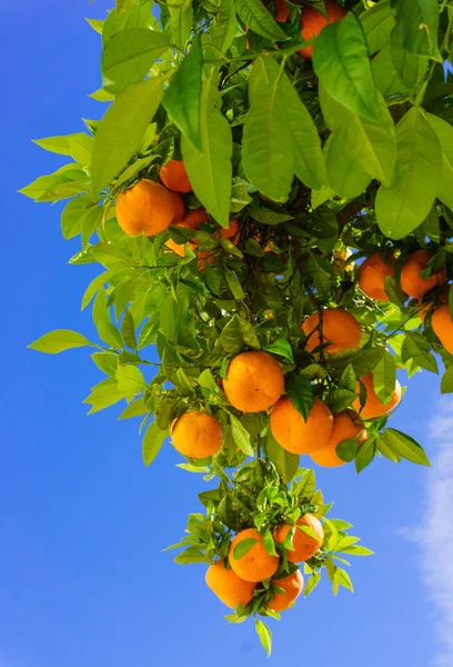 Apelsiner som hänger på trädet — Stockfoto