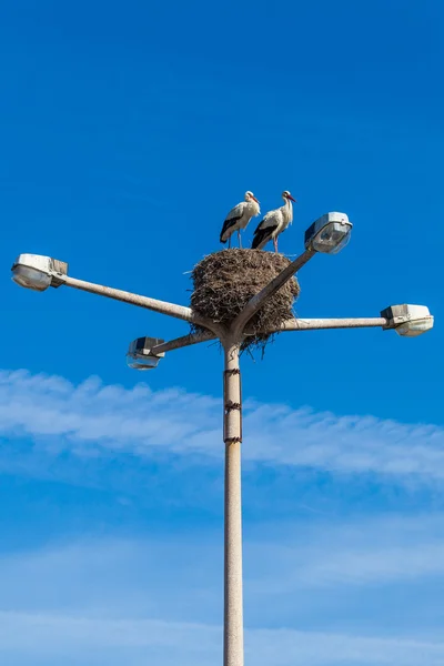 Birds building nest — Stock Photo, Image