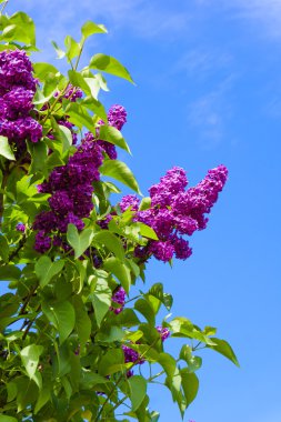 Güzellik çiçek leylak bahar bahçe