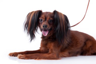 Sevimli köpek yavrusu