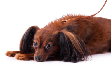Sevimli köpek yavrusu