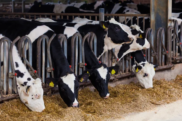 Krowy mleczne w gospodarstwie — Zdjęcie stockowe
