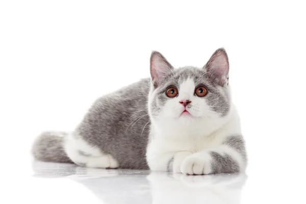 Little beautiful kitten — Stock Photo, Image