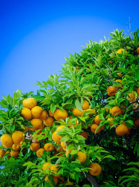 Appelsiner på et træ og himmel - Stock-foto