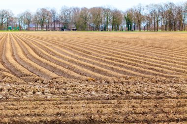 Kırsal alanda kuşkonmaz